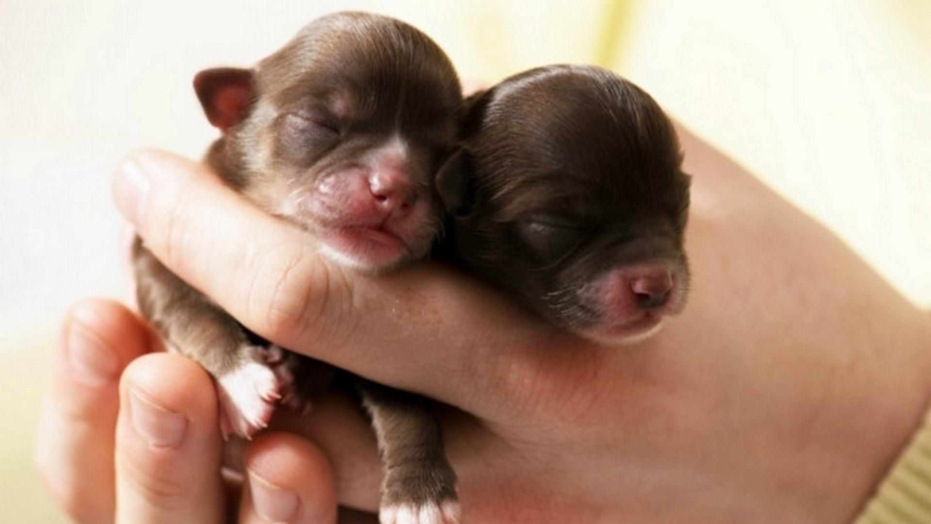 Щенячьи секреты: первые полгода (schenjachi-sekrety-pervye-polgoda) Документальный сериал