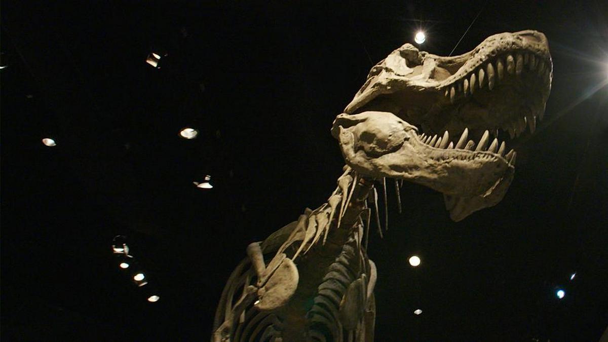 Эхо динозавров (eho-dinozavrov) Документальный фильм