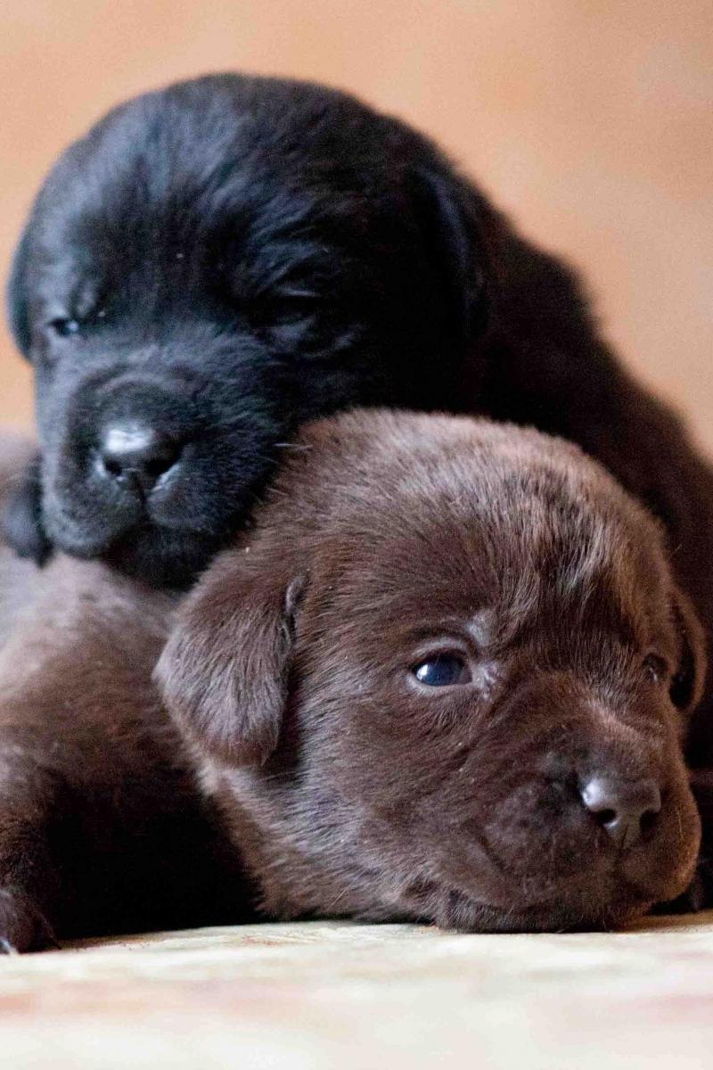 Le monde des chiots (le-monde-des-chiots) Документальный фильм