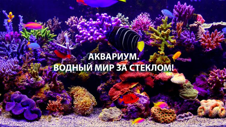 Постер Аквариум. Водный мир за стеклом!