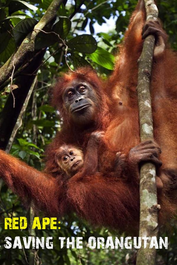 Спасти орангутана (spasti-orangutana) Документальный фильм