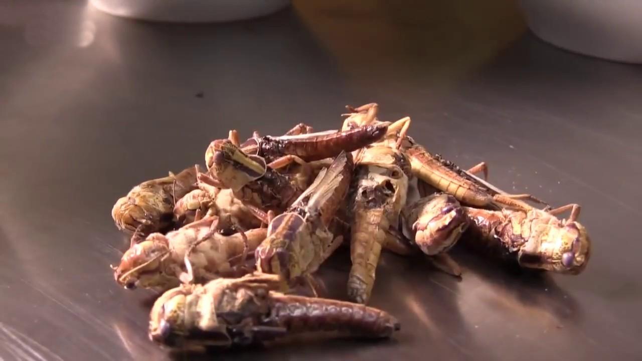 Schweinsbraten mit Erdkruste – Würmer im Ragout (schweinsbraten-mit-erdkruste-wrmer-im-ragout) Документальный фильм