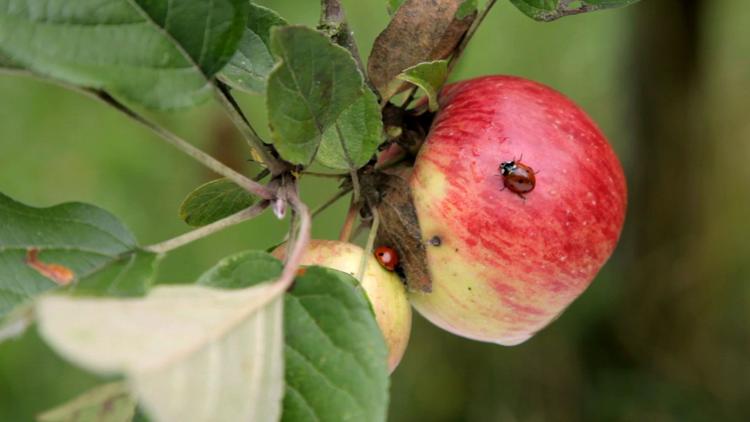 Постер Insekten - Die besseren Schädlingsbekämpfer?