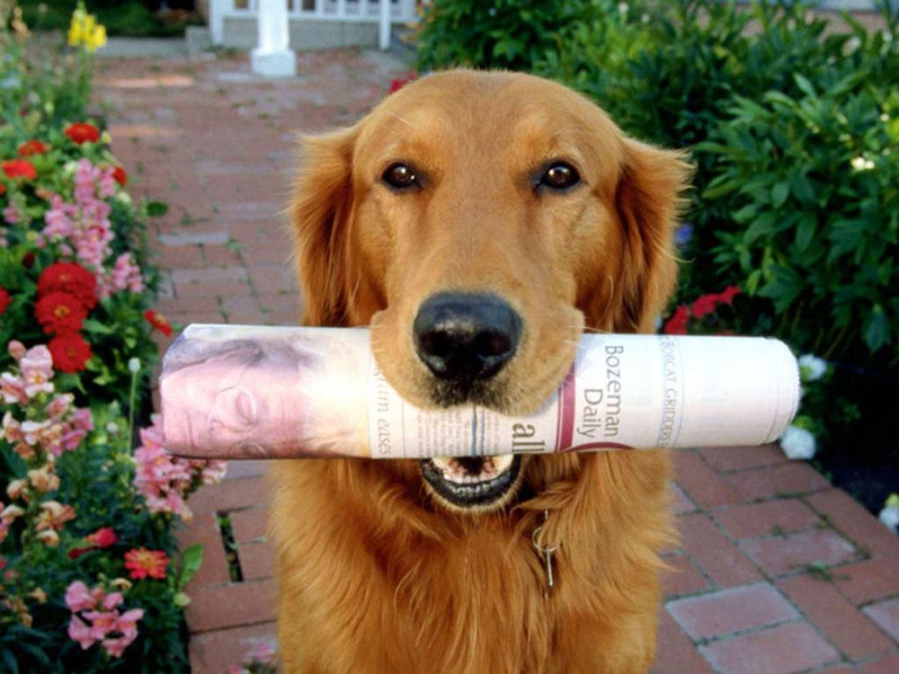 Звериный интеллект (zverinyj-intellekt) Документальный сериал