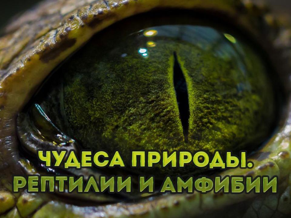Чудеса природы. Рептилии и амфибии (chudesa-prirody-reptilii-i-amfibii) Документальный сериал