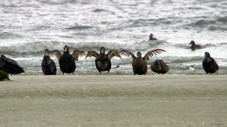 Постер Mellum – Ein Sommer auf der Vogelinsel