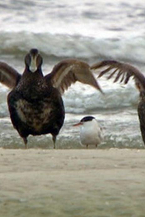 Mellum – Ein Sommer auf der Vogelinsel (mellum-ein-sommer-auf-der-vogelinsel) Документальный фильм