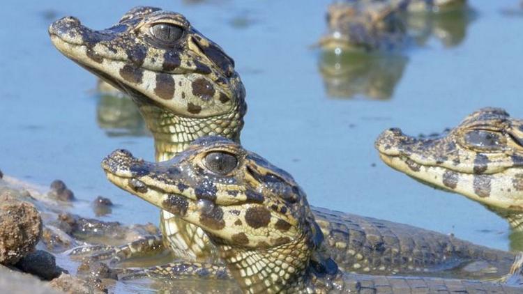 Постер The Caiman and the Doomed Swamp