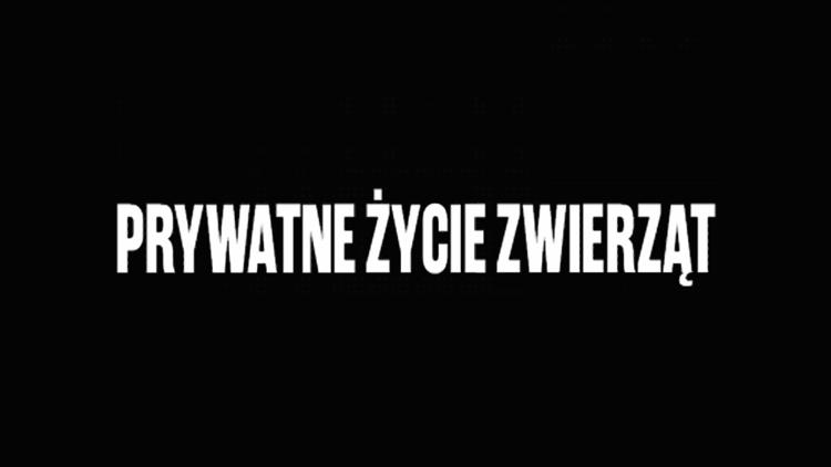 Постер Prywatne życie zwierząt