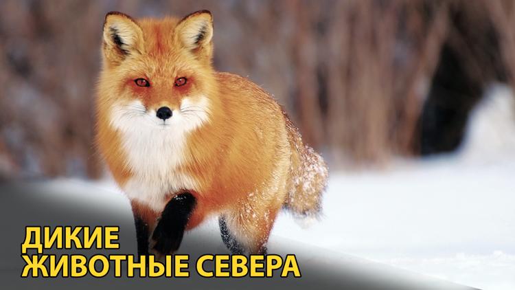 Постер Дикие животные Севера