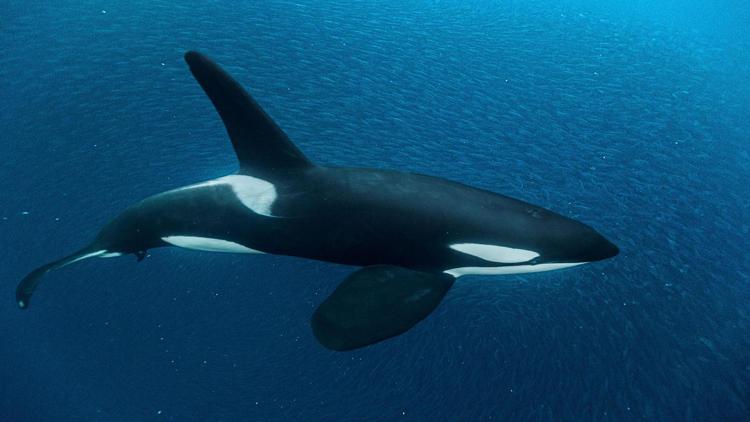 Постер Attack of the Killer Whales