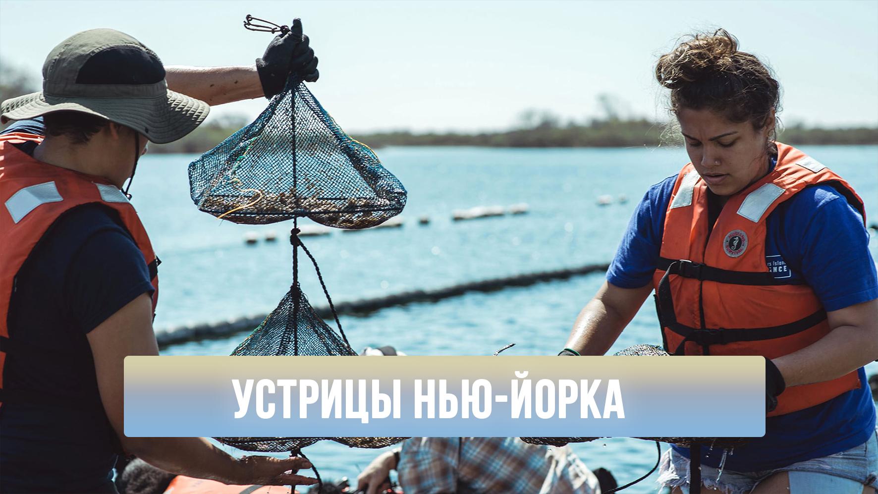 Устрицы Нью-Йорка (ustritsy-nju-jorka) Документальный фильм