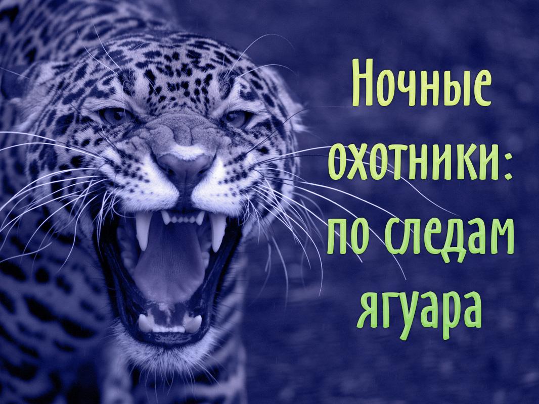 Ночные охотники: по следам ягуара (nochnye-ohotniki-po-sledam-jaguara) Документальный фильм