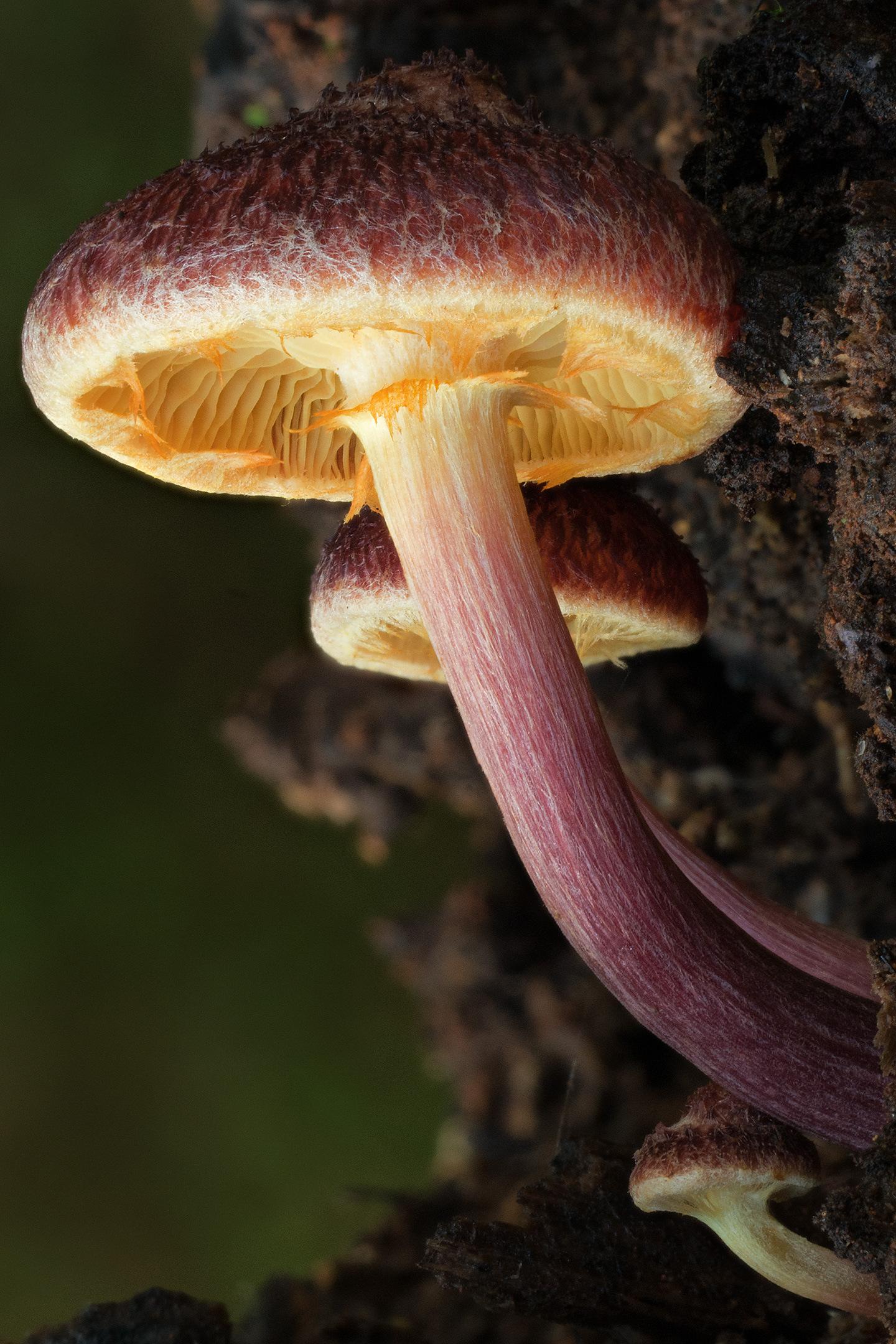 Fifth Kingdom. The Age of Fungi (fifth-kingdom-the-age-of-fungi) Документальный фильм