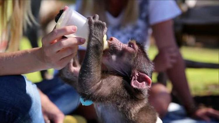 Постер Die wunderbare Welt der Tierbabys