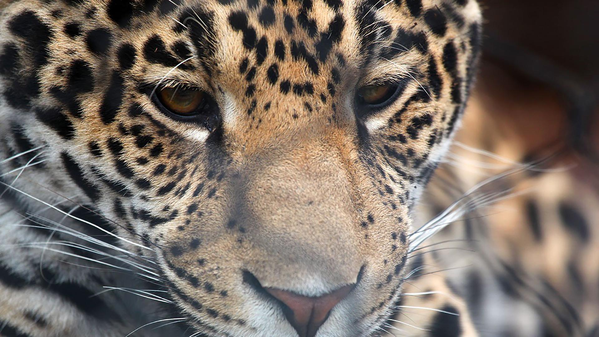 Бетти Уайт: защитница больших кошек (betti-uajt-zaschitnitsa-bolshih-koshek) Документальный фильм