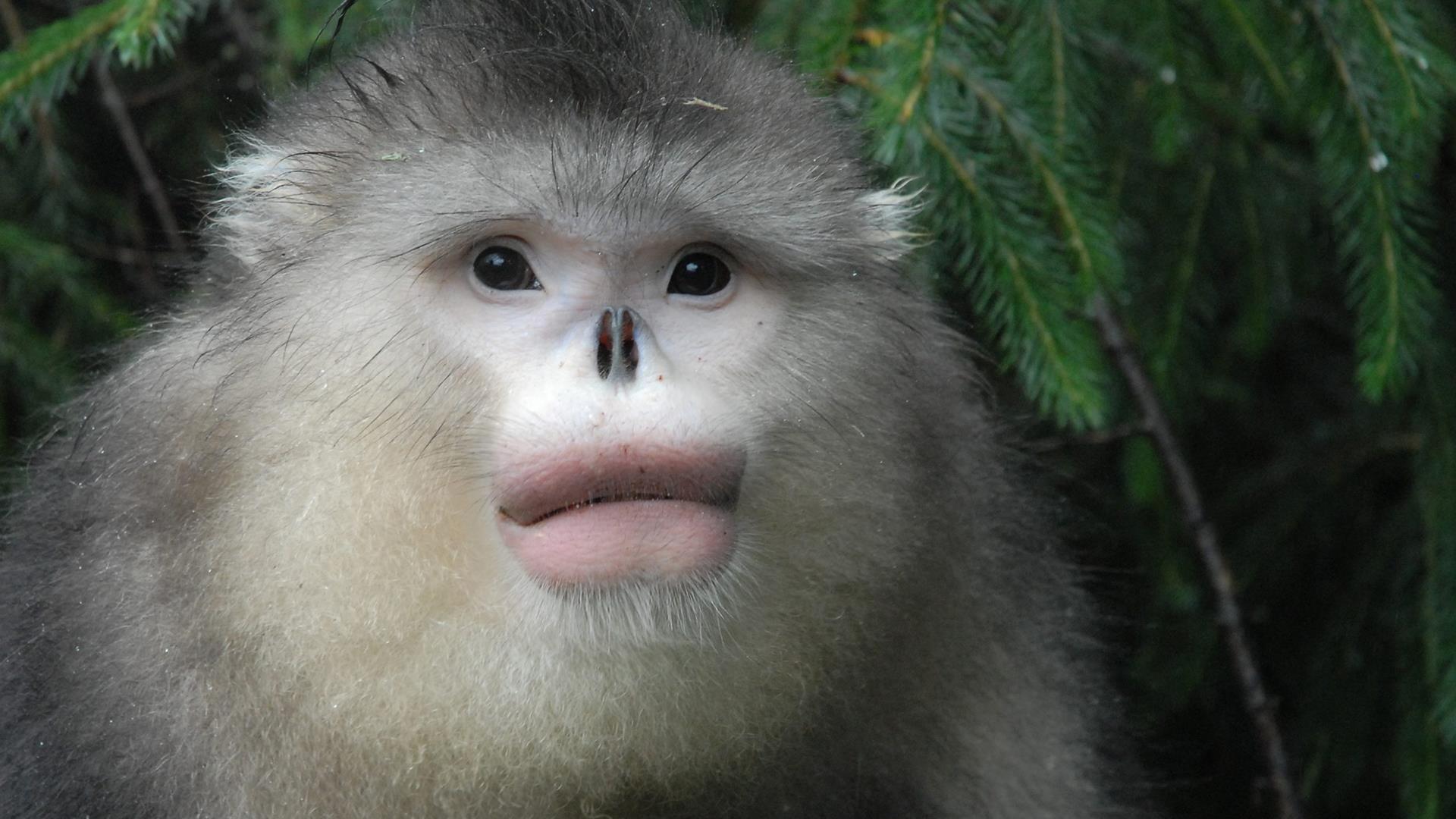 Найджел Марвен представляет: Другой Китай (najdzhel-marven-predstavljaet-drugoj-kitaj) Документальный сериал