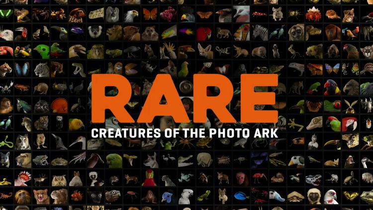 Постер Rare: Creatures of the Photo Ark