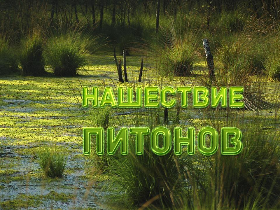 Нашествие питонов (nashestvie-pitonov) Документальный фильм