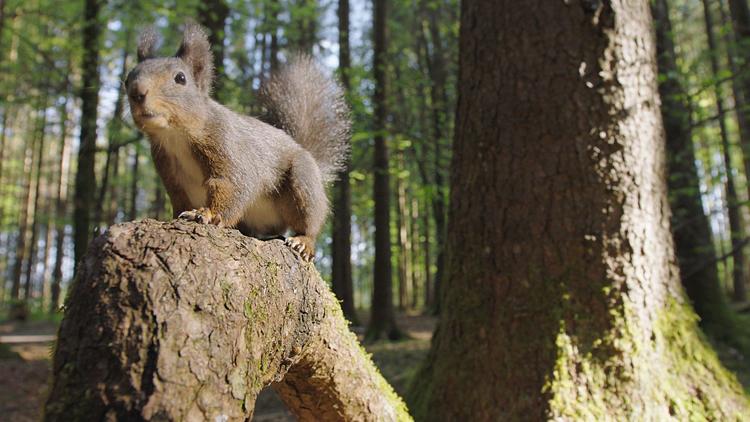 Постер Going Nuts: Tales From the Squirrel World