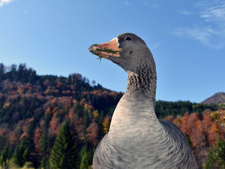 Das Almtal – Mächtige Berge, klares Wasser und faszinierende Wildtiere (das-almtal-mchtige-berge-klares-wasser-und-faszinierende-wildtiere) Документальный фильм