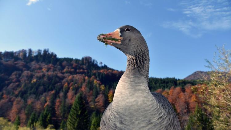 Постер Das Almtal – Mächtige Berge, klares Wasser und faszinierende Wildtiere