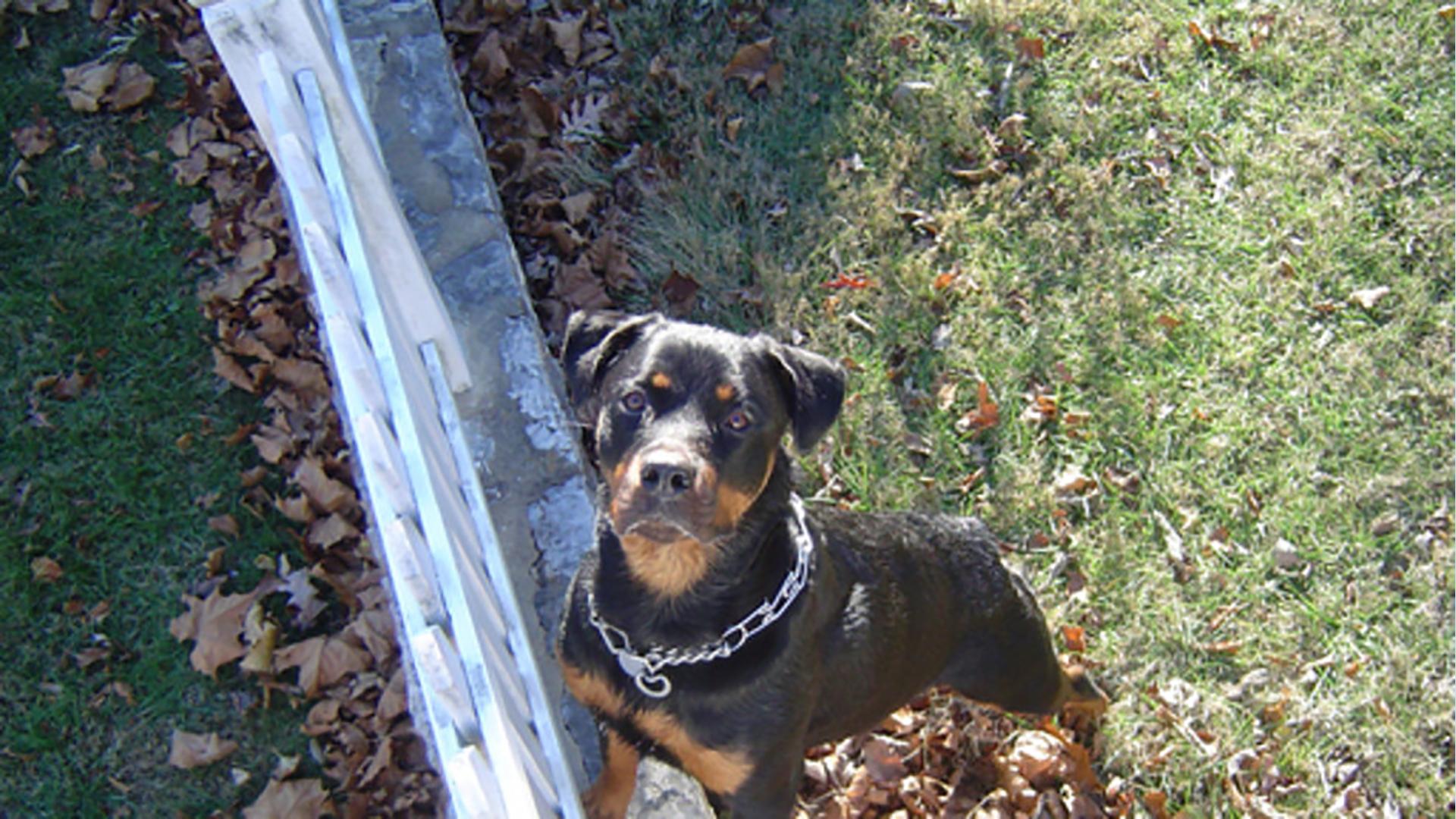 Что съела моя собака? (chto-sela-moja-sobaka) Документальный сериал