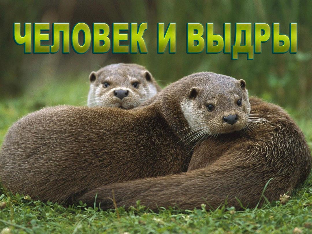 Человек и выдры (chelovek-i-vydry) Досуг, хобби