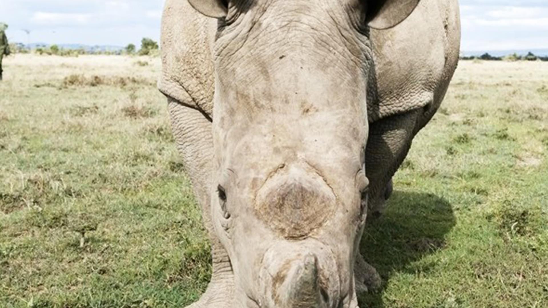 Возвращение белого носорога (vozvraschenie-belogo-nosoroga) Познавательное