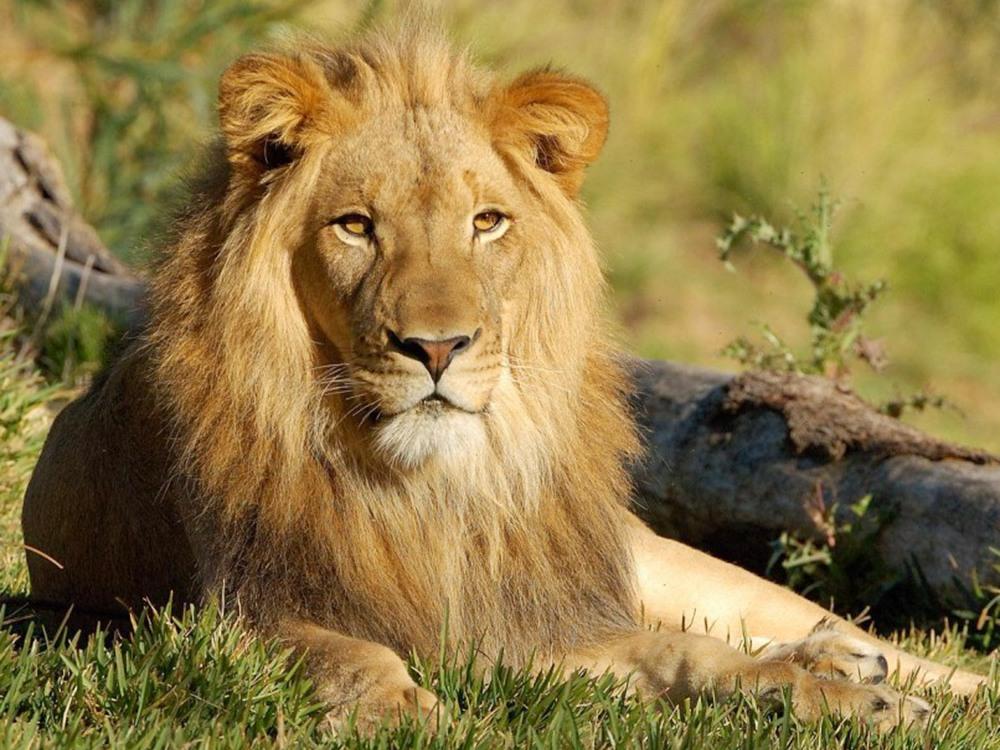 Вся правда о львах (vsja-pravda-o-lvah) Документальный сериал