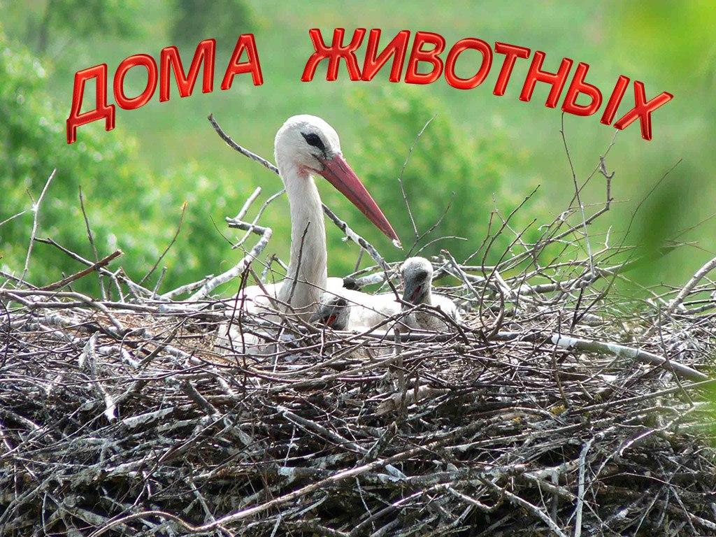 Дома животных (doma-zhivotnyh) Познавательное