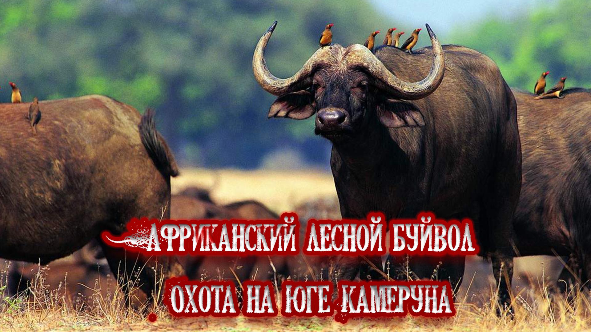 Африканский лесной буйвол. Охота на юге Камеруна (afrikanskij-lesnoj-bujvol-ohota-na-juge-kameruna) Досуг, хобби