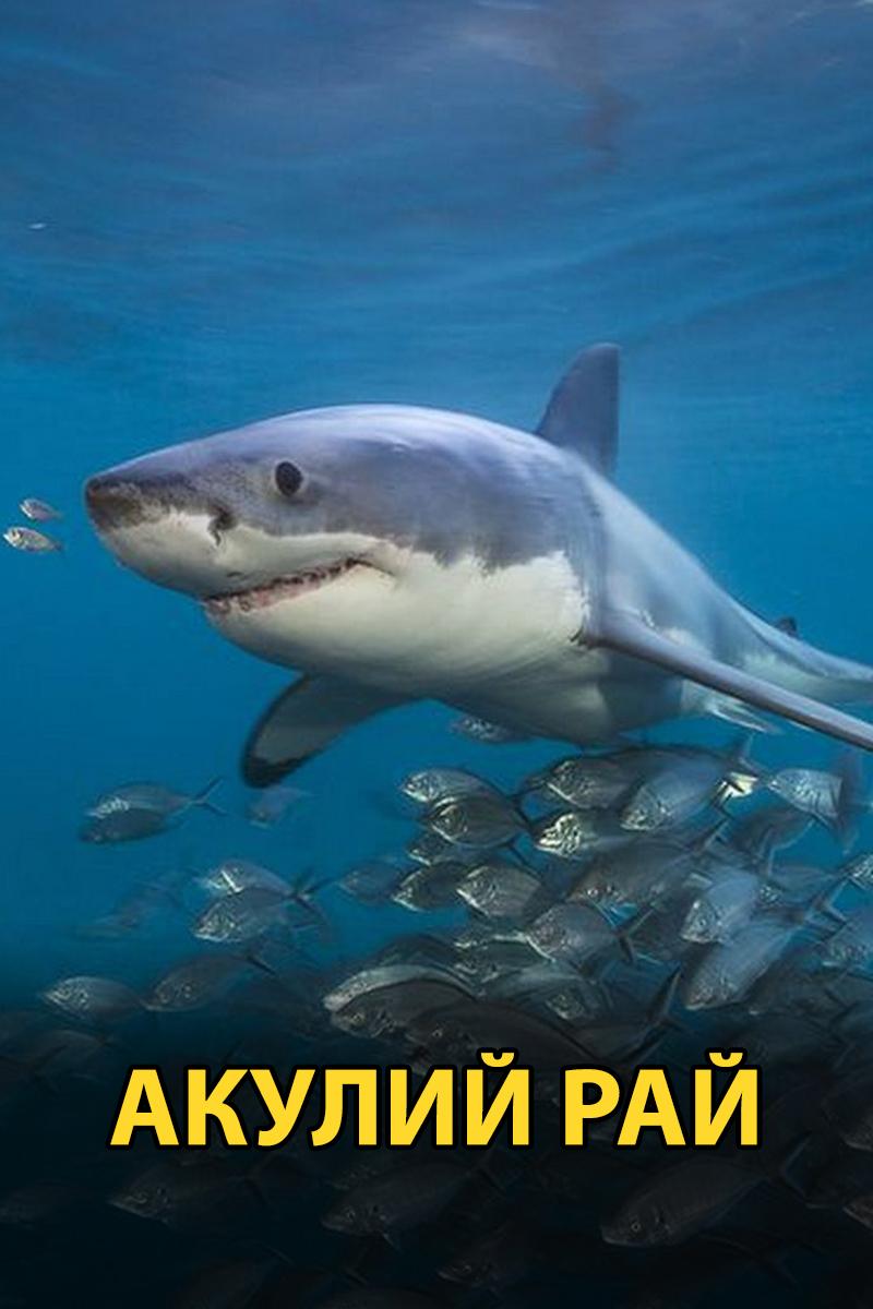 Акулий рай (akulij-raj) Документальный фильм