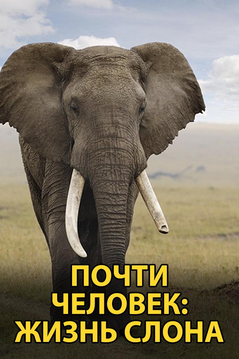 Почти человек: жизнь слона (pochti-chelovek-zhizn-slona) Документальный фильм
