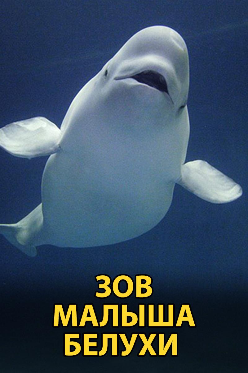 Зов малыша белухи (zov-malysha-beluhi) Документальный фильм
