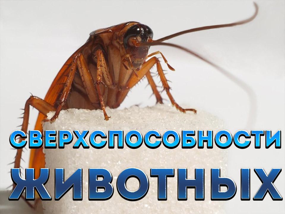 Сверхспособности животных (sverhsposobnosti-zhivotnyh) Документальный фильм