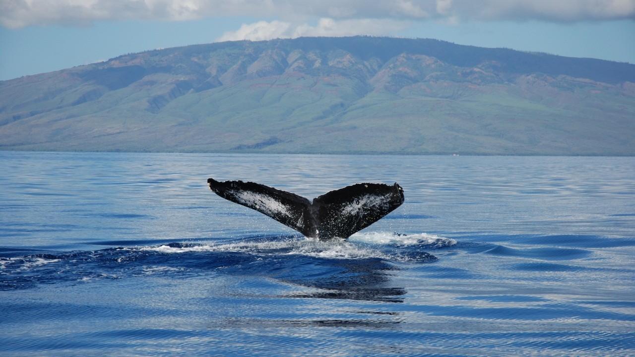 Киты-горбачи: разгадка кода (kity-gorbachi-razgadka-koda) Документальный фильм