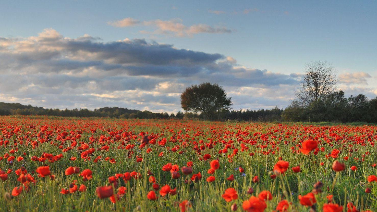 Z naturą na co dzień (z-natur-na-co-dzie) Документальный сериал