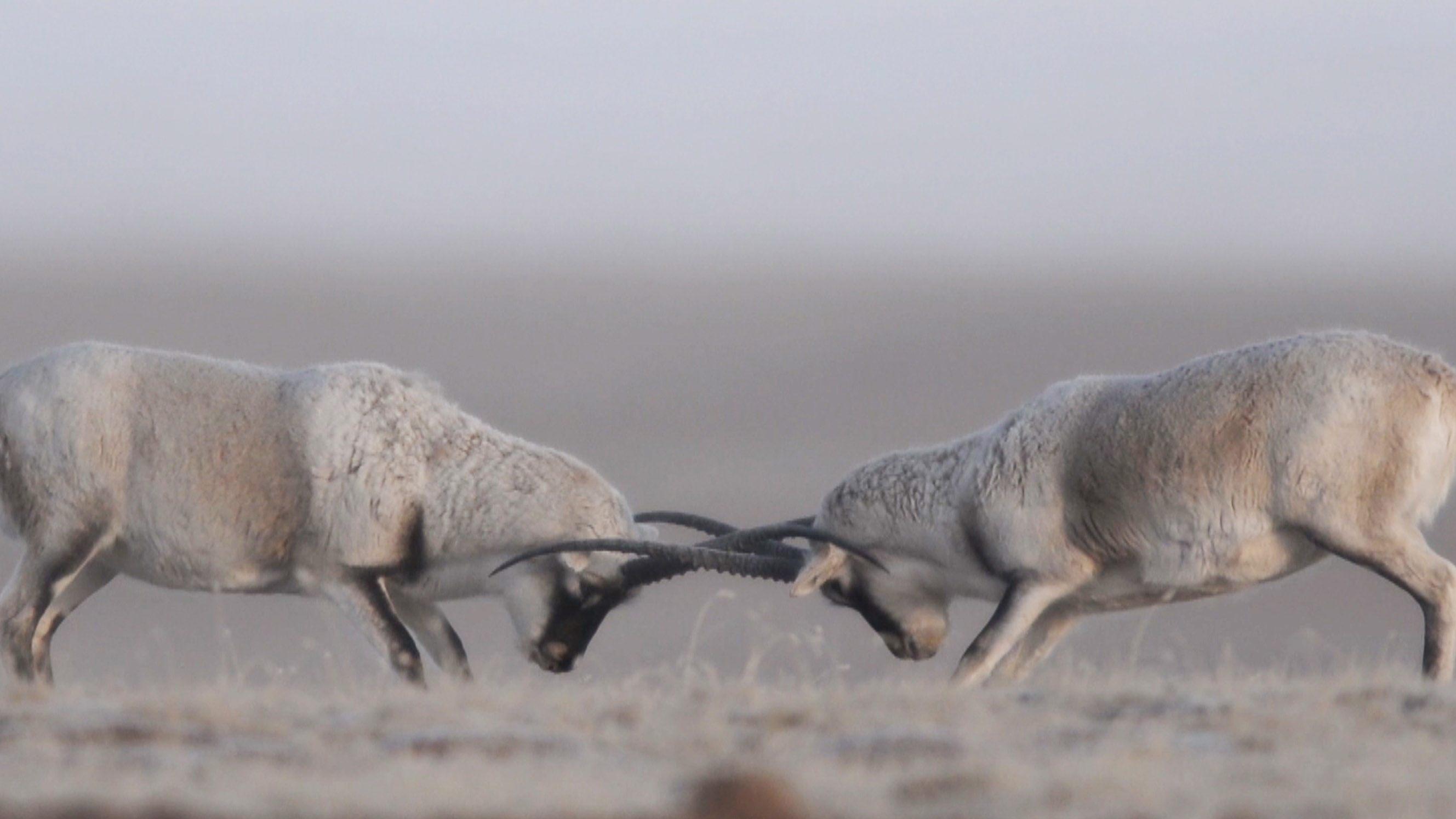 Дикие земли под угрозой (dikie-zemli-pod-ugrozoj) Документальный фильм