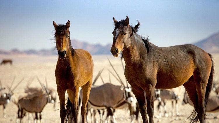 Постер Les chevaux sauvages de Namibie