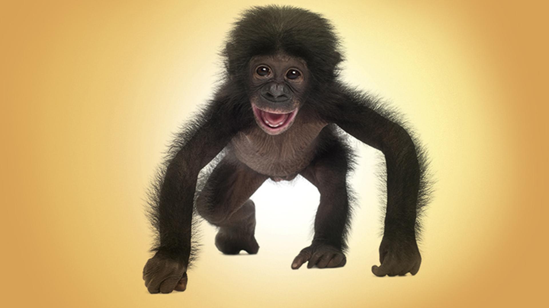 World's Cutest Animals (worlds-cutest-animals) Документальный сериал