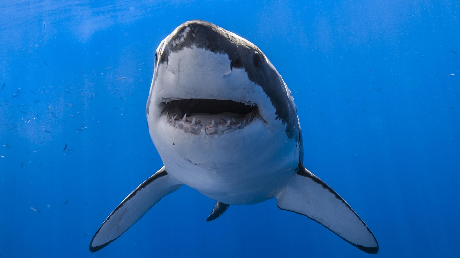 Битва за акул (bitva-za-akul) Документальный сериал