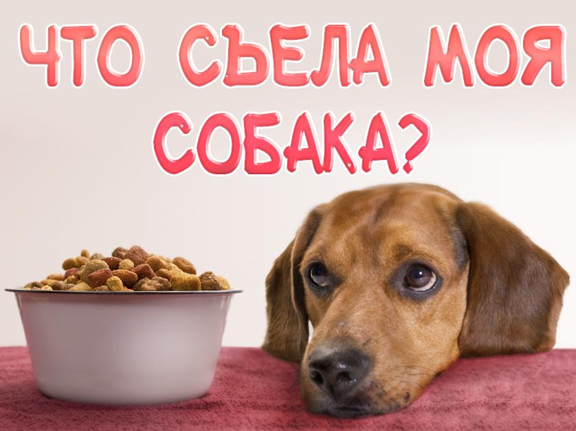 Что съела моя собака? (chto-sela-moja-sobaka) Документальный сериал