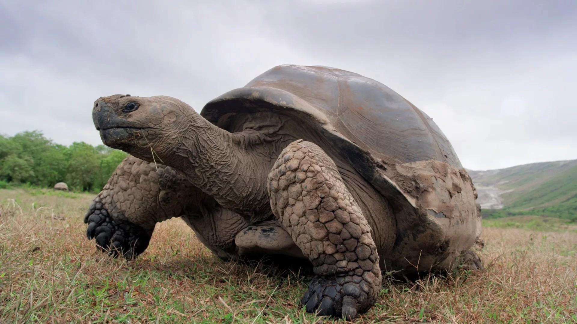 Галапагосы с Дэвидом Аттенборо (galapagosy-s-devidom-attenboro) Документальный сериал