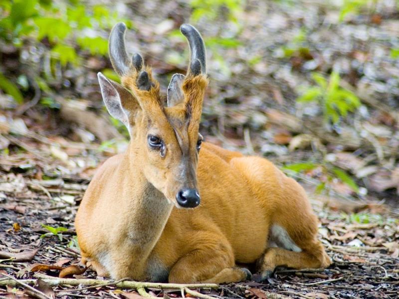 Как это работает в дикой природе (kak-eto-rabotaet-v-dikoj-prirode) Документальный сериал