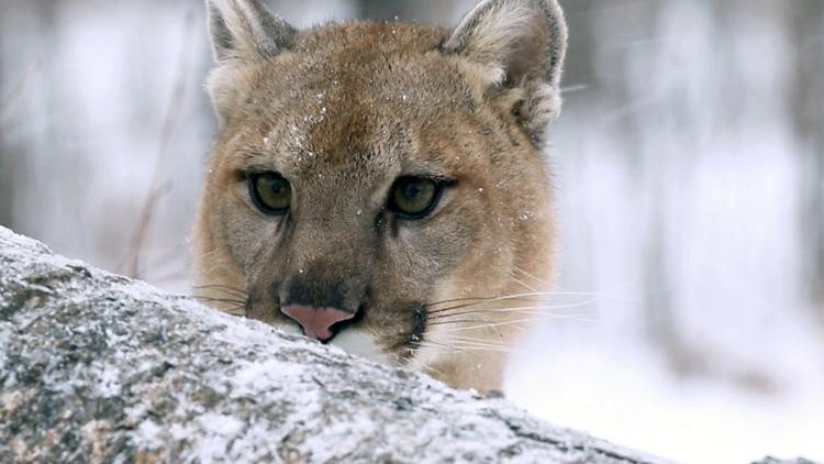 Постер Puma, le fantôme du Gévaudan