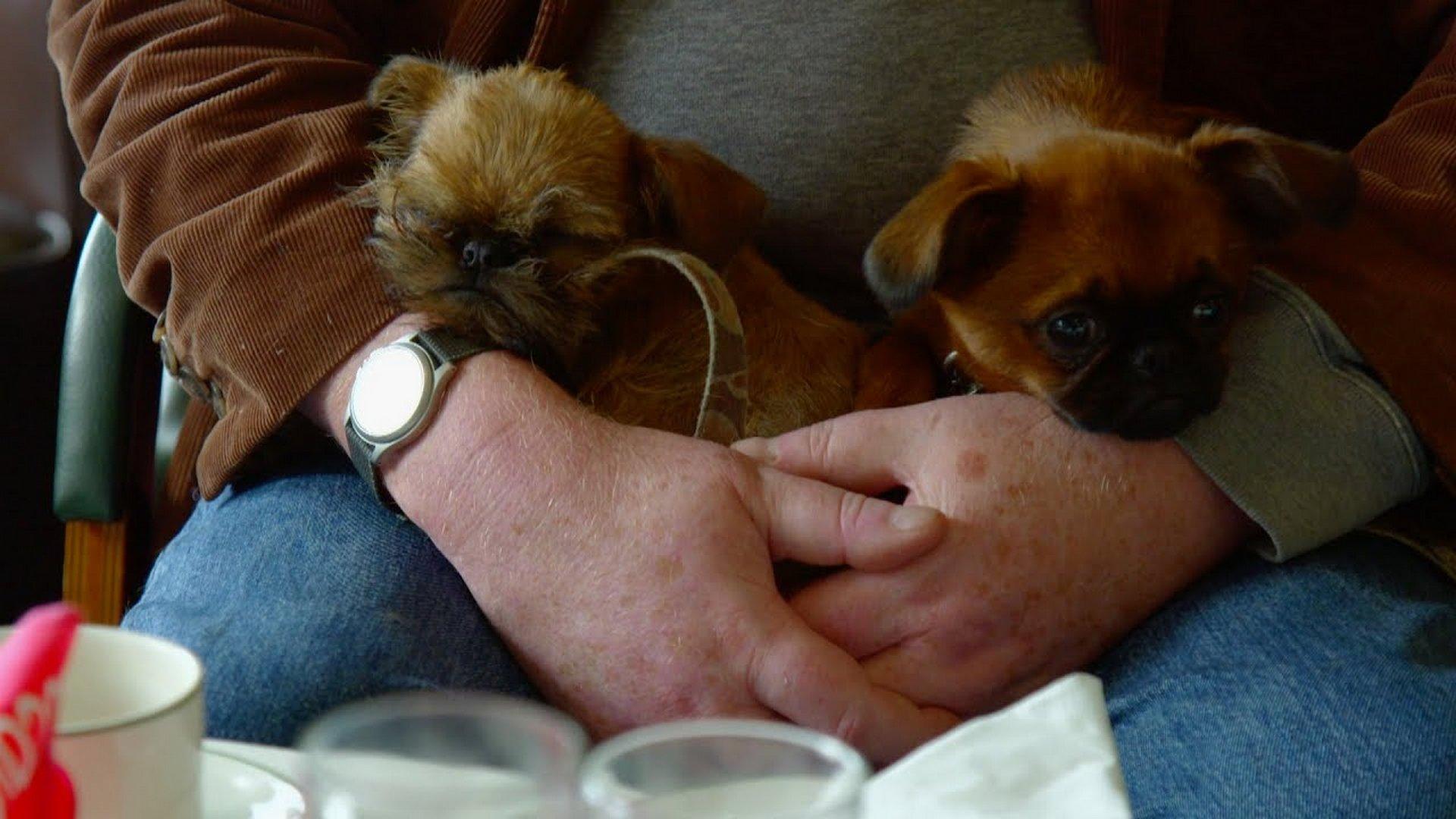 Как выбрать щенка (kak-vybrat-schenka) Документальный сериал