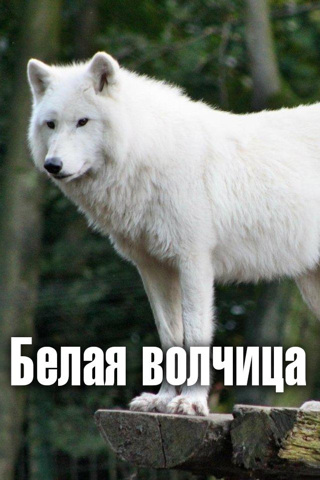 Белая волчица (belaja-volchitsa) Документальный сериал