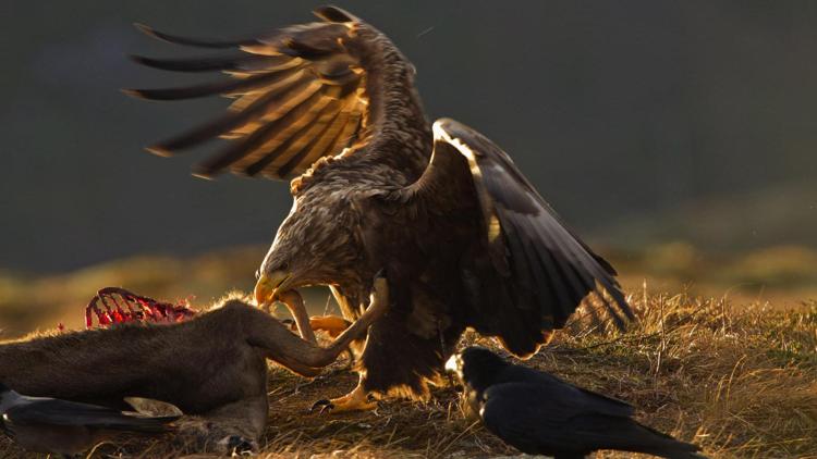 Постер Könige des Himmels - Seeadler