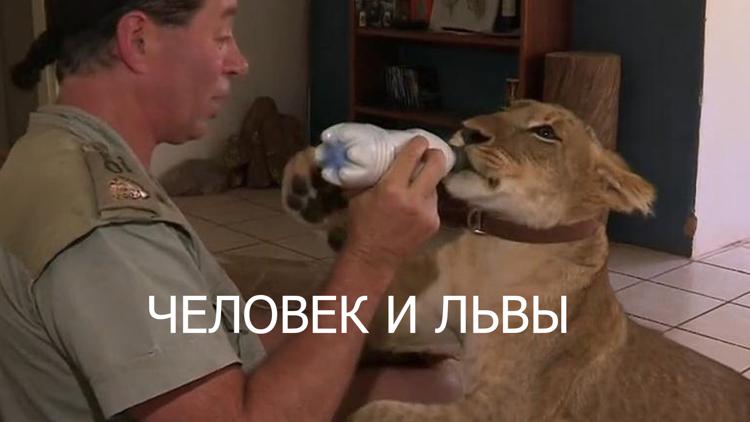 Постер Человек и львы